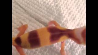 Leopard gecko scream [upl. by Chrisse]