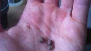 Hawaiian Baby Woodrose seeds  How to grow [upl. by Otreblif493]