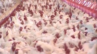 Highly Contagious Bird Flu Detected in 15 States [upl. by Nomyaw]