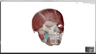 Muscles of Mastication [upl. by Frederique518]