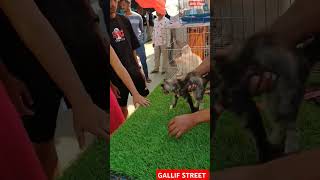 galiff street pet market  dog market Kolkata shrots dog petmarket galiffstreet [upl. by Farly]