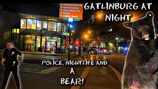 GATLINBURG AT NIGHT Bear in Downtown Walking the Strip [upl. by Nicholl303]