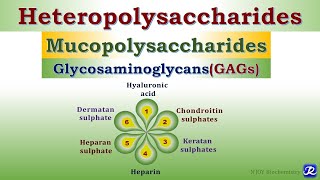 6 Heteropolysaccharides Glycosaminoglycans Carbohydrates Chemistry  Biochemistry [upl. by Submuloc793]