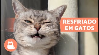 5 REMÃ‰DIOS CASEIROS PARA RESFRIADO EM GATOS ðŸ±âœ… O que posso DAR ao meu GATO COM RESFRIADO [upl. by Lotus]