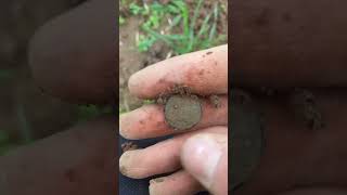 Encore une monnaie  detectiondemetaux metaldetecting histoire metaldetector pourtoi coin [upl. by Assirac]