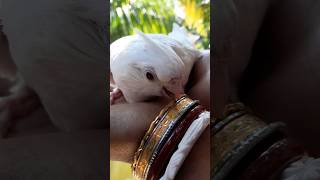 Baby Patchless Cockatiel🕊❤️🥰cockatielbird patchless birds shorts [upl. by Annoerb]