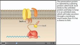 Sec dependent protein Secretion Animation [upl. by Secnarf]