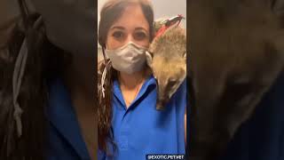 Coatimundi Facts By A Veterinarian [upl. by Aloiv]