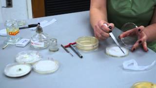 Forest Pathology  transferring fungal cultures [upl. by Ellehcrad410]