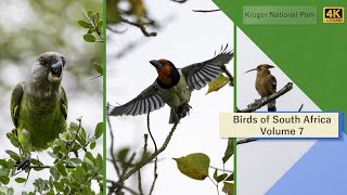 Birds of South Africa  Kruger National Park  Volume 7 [upl. by Balf302]