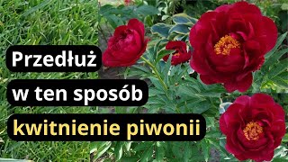 Co zrobić żeby piwonie dłużej utrzymywały kwiaty na krzewie wczesne odmiany piwonii w ogrodzie [upl. by Sirah]