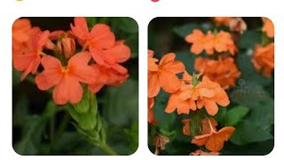 how 🤔 to make  prepare kanakambaram malaCrossandra or firecracker flower [upl. by Kiele523]