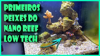 PRIMEIROS PEIXES DO AQUÁRIO MARINHO NANO REEF [upl. by Elleirad286]