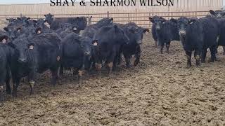 Shay amp Sharmon 900 Steers [upl. by Natalee804]