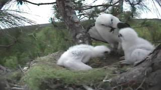 Swallowtail Kites feed 14dayold chicks [upl. by Yadahs]