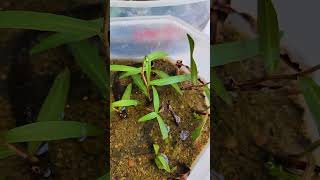 আমাদের বক্সে লাগানো গাছগুলোর আপডেট ☘️ Emersed Plant Setup update ☘️ rafsunfishtank aquarium plant [upl. by Ahsieki]