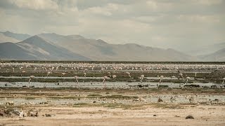 Poopó ¿Volverá el lago [upl. by Calendra]