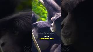 SIAMANGBLACK FURRED GIBBON monkey crazyworld southamerica [upl. by Harriman]