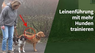 Leinenführigkeit trainieren  Wie Du Leinenführigkeit mit mehr Hunden trainieren kannst [upl. by Annahsirhc208]