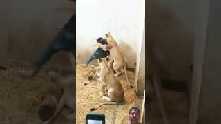 Three lions attack a man in the closed room shorts animals lions lionattack pets pet foryou [upl. by Cahan]