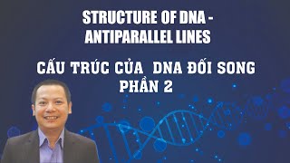 Structure Of DNA  Antiparallel Lines  Cấu Trúc Của DNA Đối Song  Phần 2 [upl. by Paschasia]