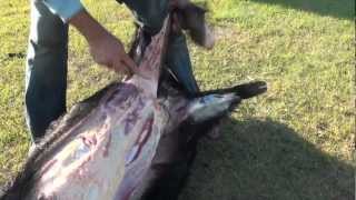 coastal blacktail deer eating grass [upl. by Nola]