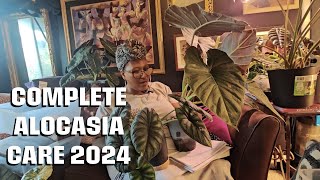 ✨Alocasia Care for Beginners 2024 🌿 [upl. by Potts251]