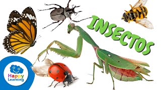 Datos interesantes sobre los insectos  Happy Learning 🐞🪲🐝🕸️ [upl. by Harald]