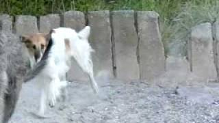 Deerhound and borzoi jump [upl. by Marlea]