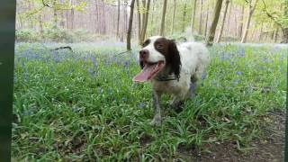 Hoddesdon Woods Trail Run with Buddy [upl. by Glavin328]