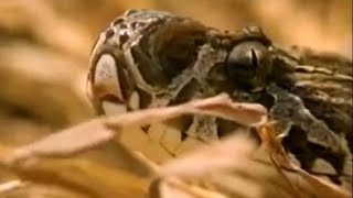 Snake Catchers in India  Deadly Vipers  BBC Studios [upl. by Bat290]