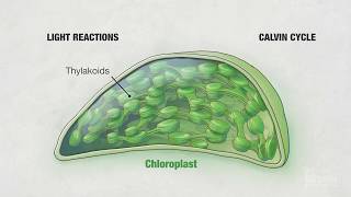 Photosynthesis Part 4 Chloroplasts  HHMI BioInteractive Video [upl. by Eiznil]