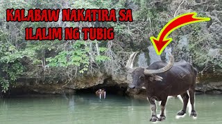 BUTAS SA GITNA NG KARAGATAN MAY DAMBUHALANG ALIMANGO SA LUOB [upl. by Irik]