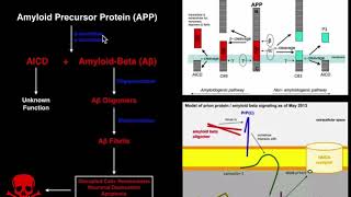 Prions  Mechanisms and Theories of Alzheimers Disease Amyloid amp Tau [upl. by Lennon]