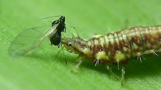 La Chrysope verte Chrysoperla carnea larves à l’oeuvre par André Lequet [upl. by Auhsohey7]