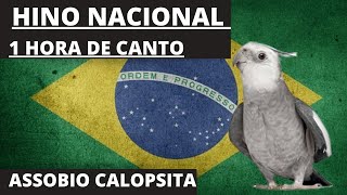 Calopsita Cantando Hino Nacional1 Hora de Calopsita Assobiando o Hino Nacional [upl. by Cosette]