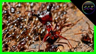 10 Most Dangerous Ants in the World With Quiz  Spectral CountdownZ [upl. by Atiuqrahs]