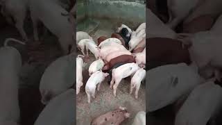 Inside the Pig Farming Revolution of West Bengal [upl. by Alyakim]