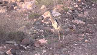 Kragentrappen auf Fuerteventura Kurzversion Outarde Houbara Bustards [upl. by Kirch813]