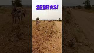 Zebras everywhere on African safari africansafari wildlife zebra tanzaniasafari bucketlist [upl. by Keviv]