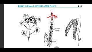 Inflorescence arrangement of flowers on axis class 11 cymose racemose compound botany biology [upl. by Ardnaiek]