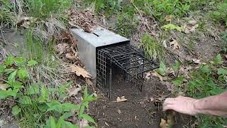 How to Catch Woodchucks in Minutes using the Comstock System [upl. by Seafowl]