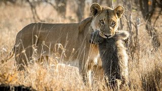 10 Best Lions Attack on Baboons Caught on Camera lions baboons [upl. by Rebak217]