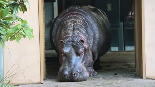 Nijlpaarden Hermien en Imani Hippos  Zoo Antwerpen 2024 [upl. by Vladi]