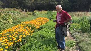 How to Harvest Skullcap with Michael Pilarski quotSkeeterquot [upl. by Bonnell572]