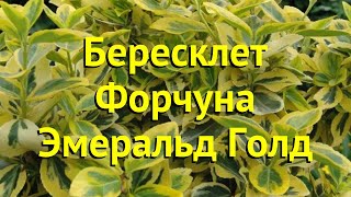 Бересклет форчуна Эмеральд Голд Краткий обзор описание euonymus fortunei Emerald n Gold [upl. by Eolhc641]