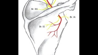 How to do Fluoroscopic Guided Suprascapular Nerve Block [upl. by Eelik]