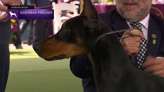 Doberman Pinschers  Breed Judging 2023 [upl. by Etteneg177]