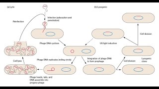 Bacteriophage Replication  Lytic Cycle and Lysogenic Cycle [upl. by Scibert]