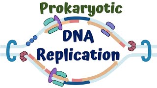 DNA replication in Prokaryotes [upl. by Nivac71]